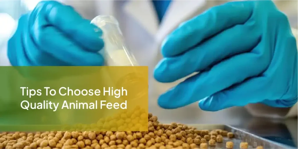 animal feed
