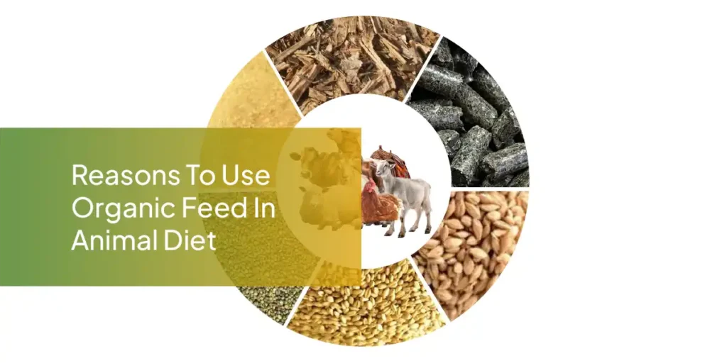 best organic animal feed supplier in Oman
